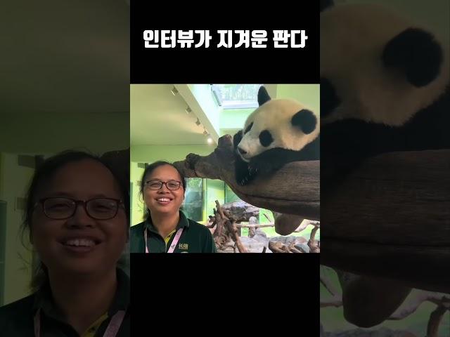 인터뷰가 지겨운 아기 판다 메이주