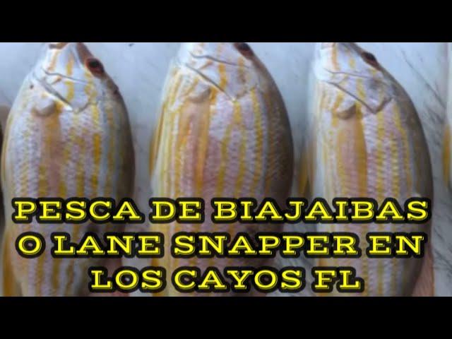 CÓMO PESCAR PARGOS O BIAJAIBAS EN LOS CAYOS DE LA FLORIDA