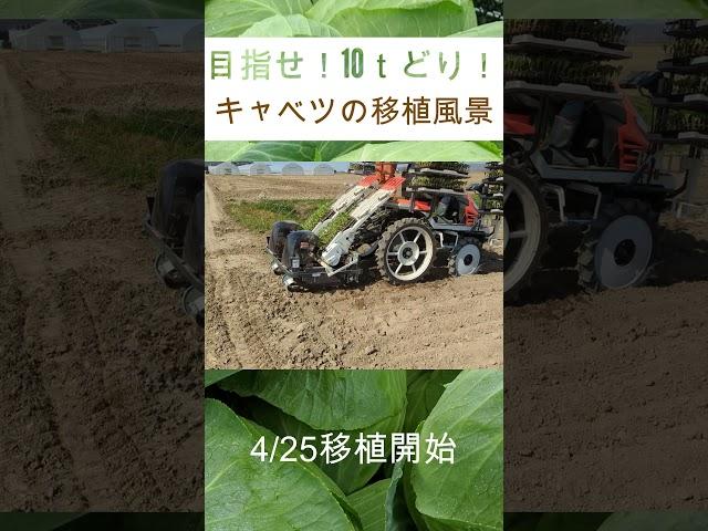 キャベツの移植始まり！大豊作を目指して！！！#shorts 　#北海道  #農業　＃キャベツ　#SKP-200  #short