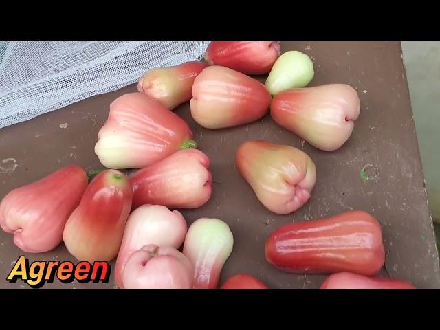 தாய்லாந்து ரெட் சம்பா. Thai Red water apple plant @Agreen Exotics Chennai