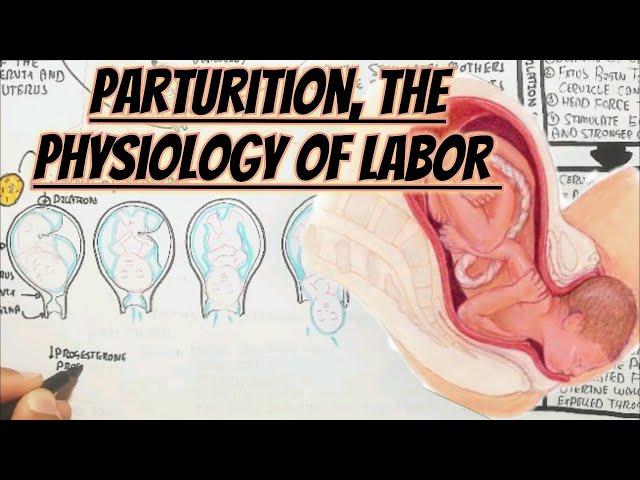 Physiology Of Labor(Parturition)