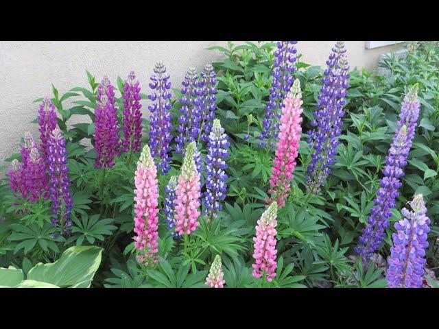 Growing Lupines: A Beautiful Perennial for Your Early Summer Garden!