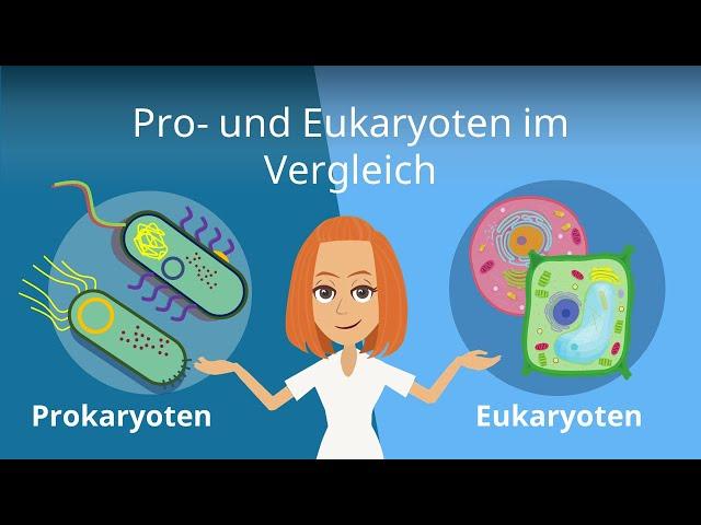 Prokaryoten und Eukaryoten im Vergleich | Studyflix