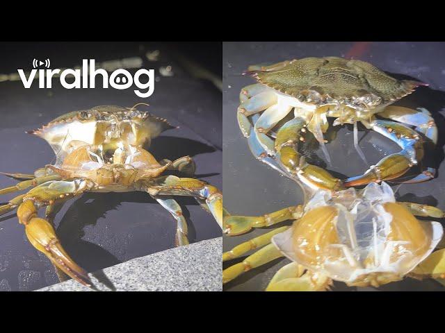 Crab Molts From Its Shell || ViralHog