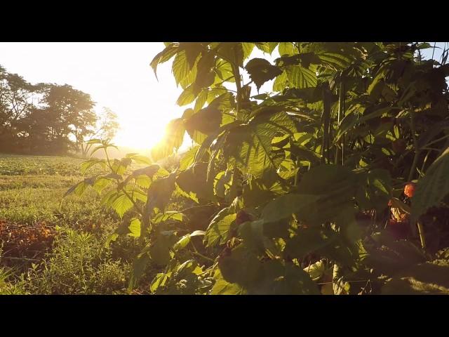 Relaxing Nature Sounds::Morning Birds Singing::Sunrise 6 Hour Video for relaxation, meditation, yoga