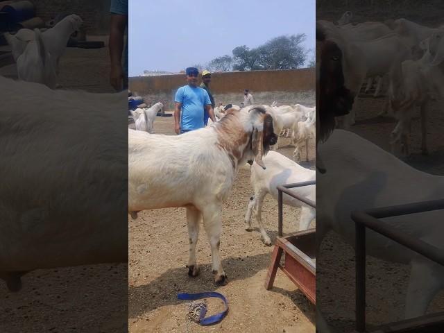 Safeer Bhai ka Bakra #bakraeid #bakraeid2024 #bakraeidspecial #bakra #goats #trending #biggoats
