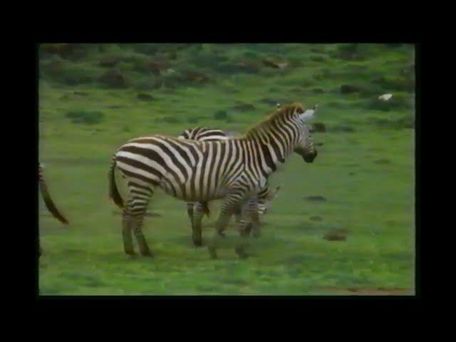 Zebras - Struggle For Survival Documentary PBS