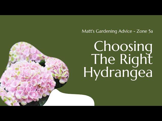 Choosing the Right Hydrangea for Northern Gardens