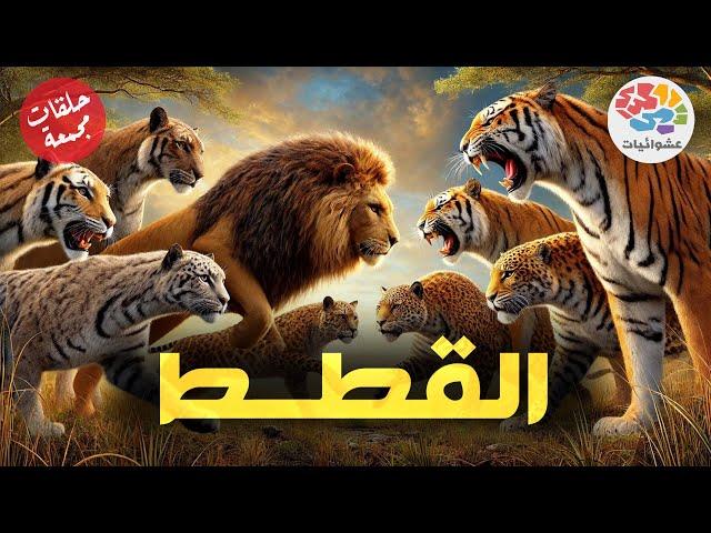 القطط البرية والقطط الأليفة | حلقات مجمعة