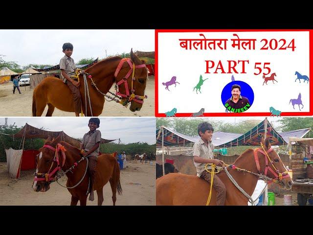 मस्तराम छोटू सवार  - पार्ट 55 Balotra Horse Market 2024 Tilwada Pashu Mela Horse Sale Price Video