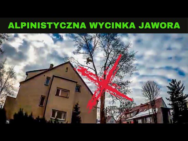 ALPINISTYCZNA WYCINKA DRZEWA - Jawor zrobiony NA LINACH - 3 godziny pracy streszczone w 10 minut! :)