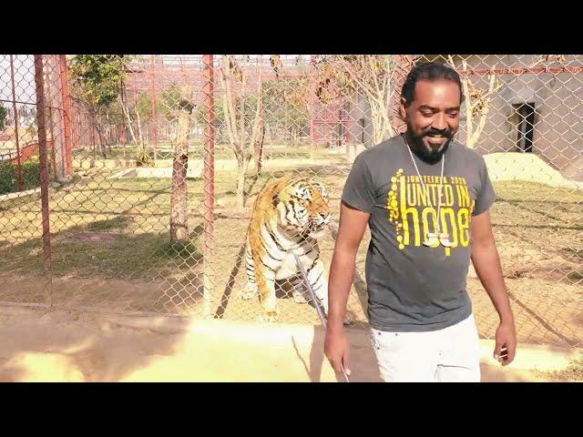 Bengal Tiger Malika With White tiger bony shifted |Asif shero wala|