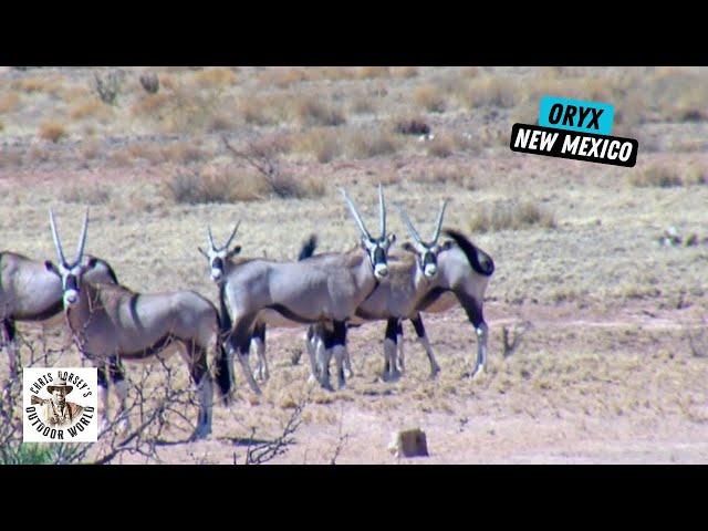 Hunt for Free-Range African Antelope in New Mexico