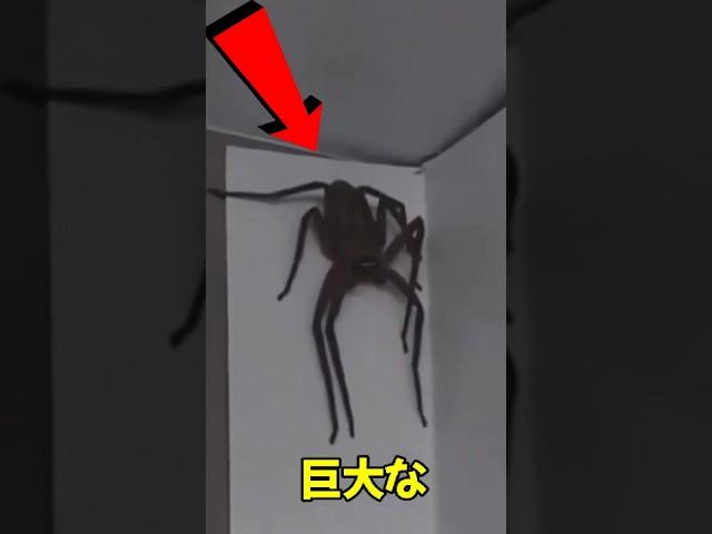 この巨大なクモを見てもパニックにならないで！