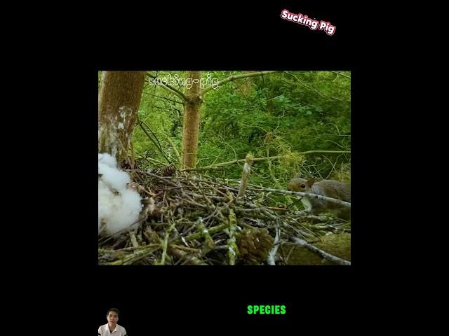 Squirrel almost lost his life because he accidentally hunted into a falcon's nest #wildlife #animals