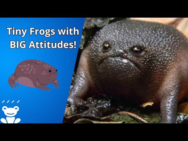 Meet the Grumpy Rain Frogs: Nature’s Adorable Puffers! 