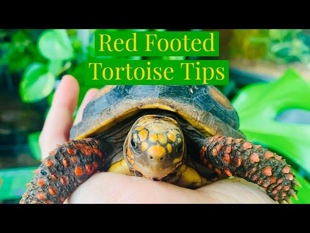 Red Footed Tortoise Tips