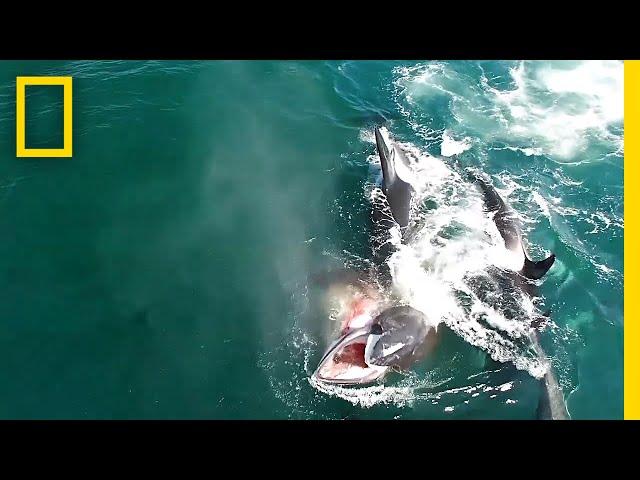 Watch: Orcas Hunt a Whale in Rare Video | National Geographic