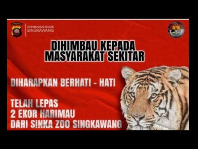 Heboh Dua ekor harimau lepas dari kebun binatang Sinka Zo Singkawang terkam 1 orang
