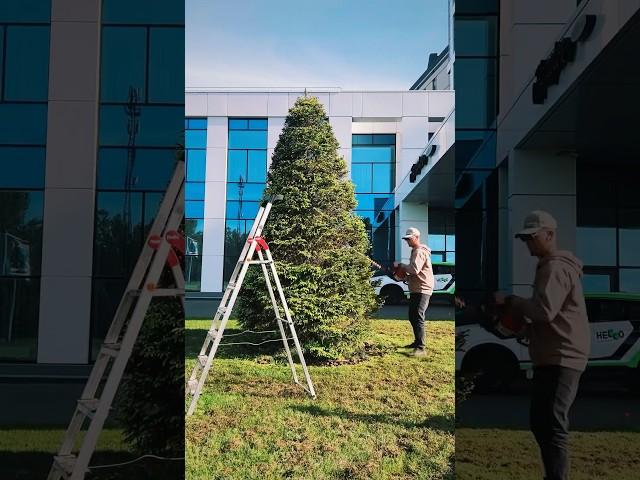Стрижка декоративных растений | Брест