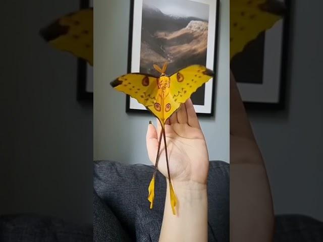 Madagascar Moon Moth