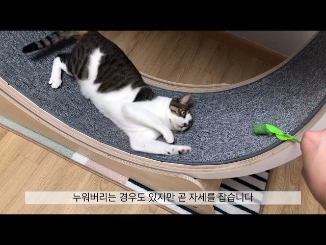 고양이 캣휠 잘 타게 하는 방법