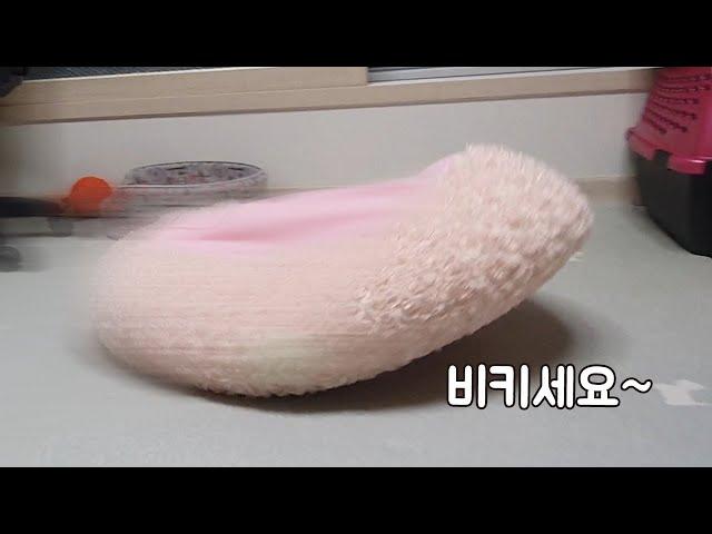 달래는 주행연습 중ㅋㅋ 강아지 귀여운 행동
