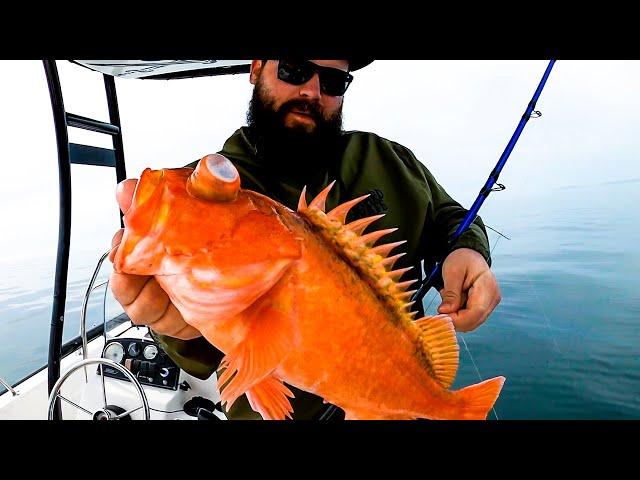 California Bosco Rockfish - Catch & Cook (Best Ways To Eat Rock Cod)