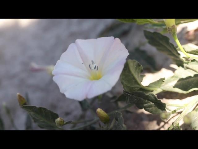 FIELD BINDWEED (Convolvulus arvensis)