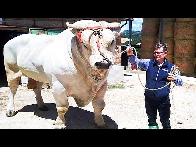 The Biggest Bulls of Chianina breed in the world | World's biggest cattle breed