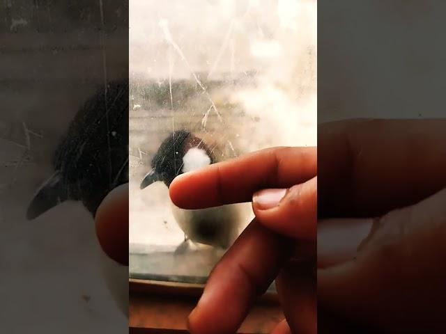 #cute Bird #viral #youtube shot #maham art gallery