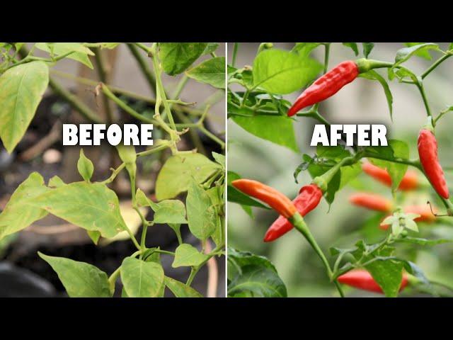 How to rejuvenate old chili plant to bear fruits again