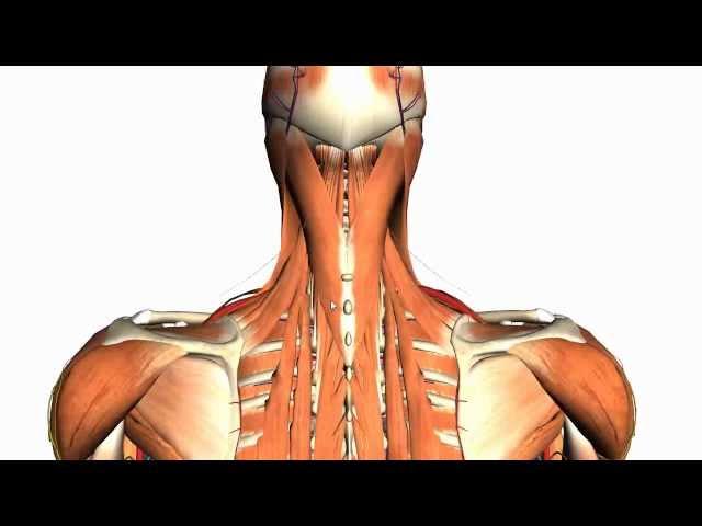 Intermediate and Deep Muscles of the Back - Anatomy Tutorial