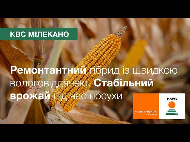  КВС МІЛЕКАНО (ФАО 350). Ремонтантний, стабільно врожайний під час посухи | Кукурудза