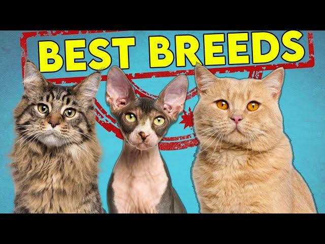 These Are The Best (and Worst) Cat Breeds For First Time Owners - Updated!