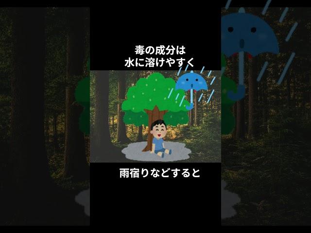 世界で最も危険な木/マンチニール#shorts  #本当にあった#実際にあった #事実