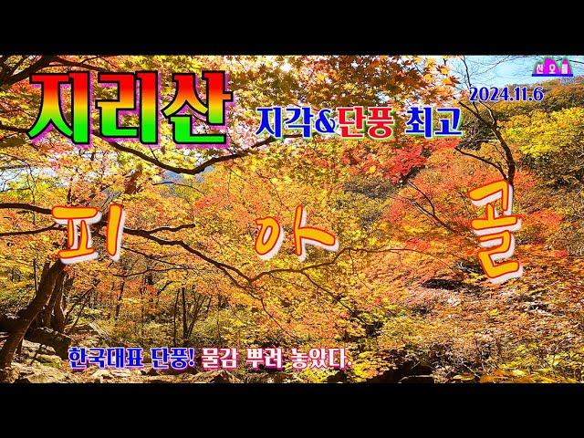 [지리산 명품] 피아골 단풍은 세상에서 제일 아름다운 삼홍소/ 지리10경/ 피아골 계곡에 오색 물감 뿌리다/한국 최고 단풍 명소/ 천상의 단풍 꼭 한번 체험해보기 가이드