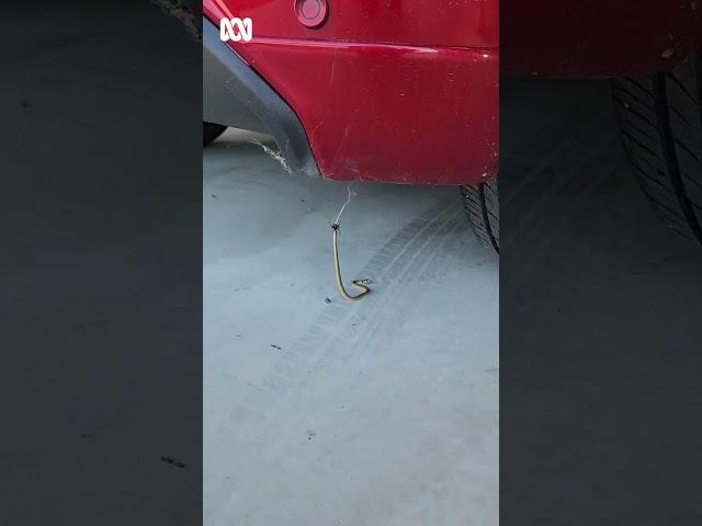 Baby eastern brown snake fighting red back spider under car in Australia | ABC Australia