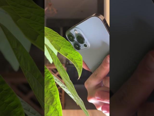 Как снимать макро на IPhone