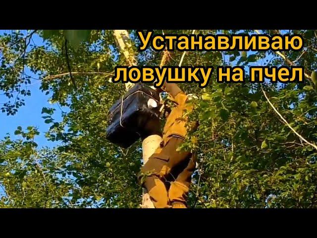 установка ловушки на пчел