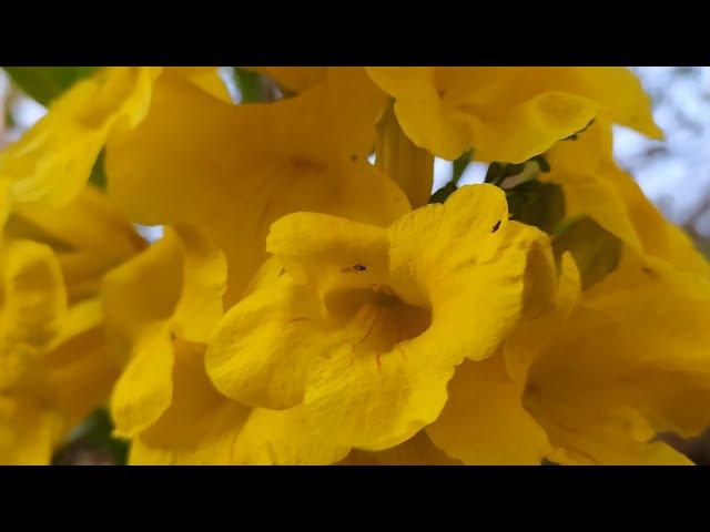 Tecoma Stans | Yellow Bells | Yellow Trumpetbush | Yellow Elder. [ Farmhand Bans ]