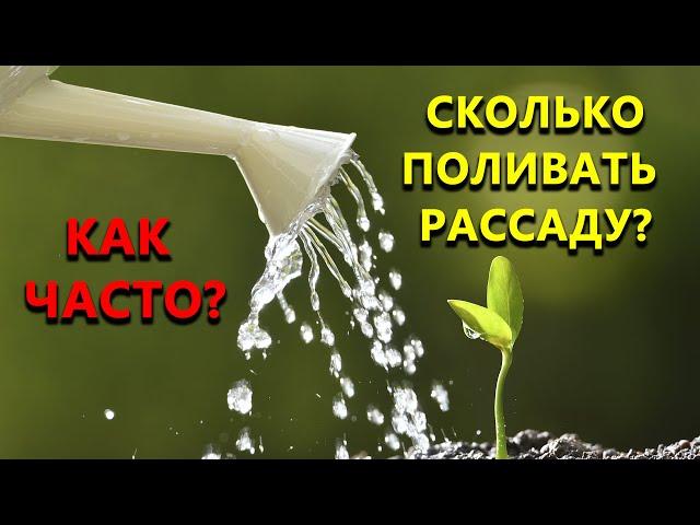 Сколько и как часто поливать рассаду?