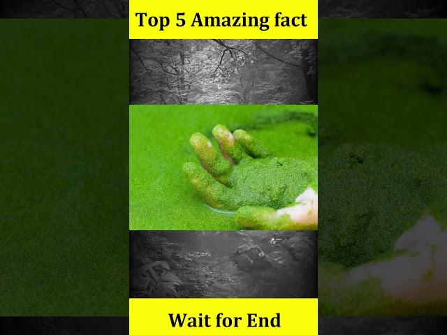 Top 5 Amazing animals fact  #5amazing #amazingfact #viral #factsinhindi #animals #easyfacts #easy