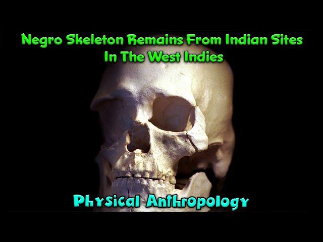 Pre-Colombian Negro Skeleton Remains From American Indigenous Sites In The Caribbean West Indies !!!