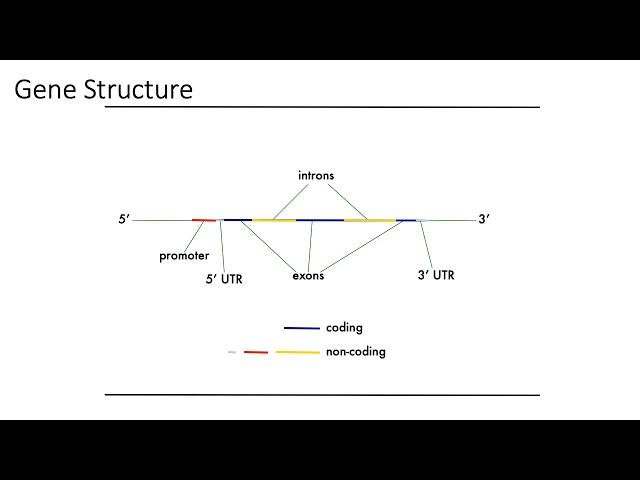 MCB 182 Lecture 1.2 - Review - Gene structure