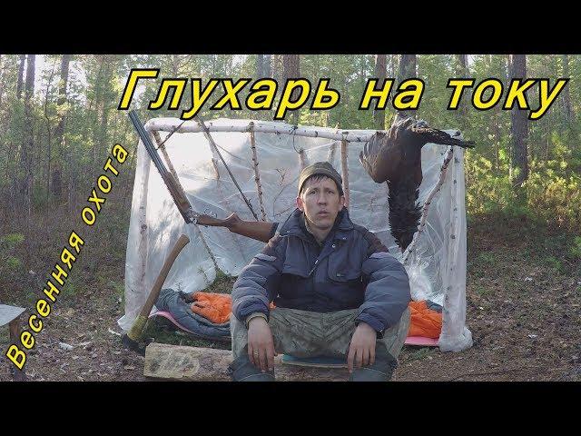 Глухарь на току. Весенняя охота 2019.