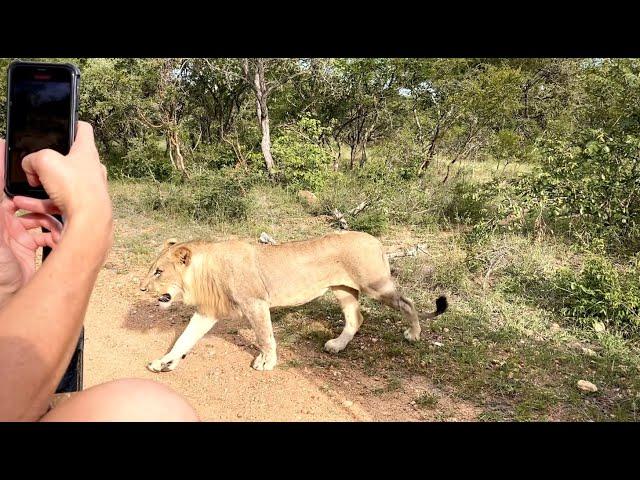 4 Lions Passing Safari Vehicle