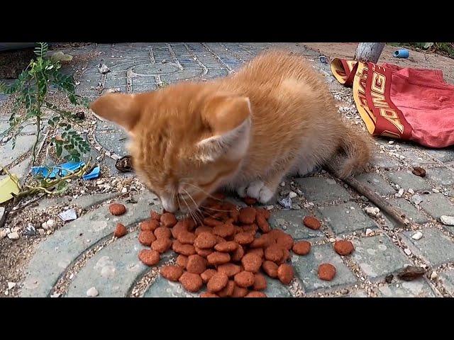 yellow kitten so cute and hungry