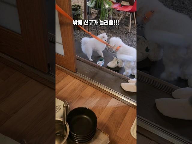 가족모임에 참석한 강아지 춘밤이!