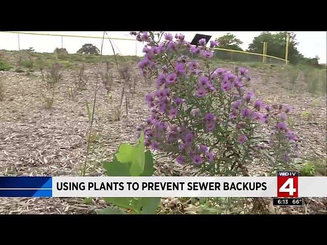 Using plants to prevent sewer backups